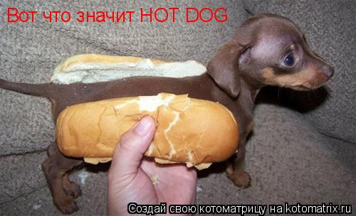 Вот что значит HOT DOG... Котоматрица: Вот что значит HOT DOG