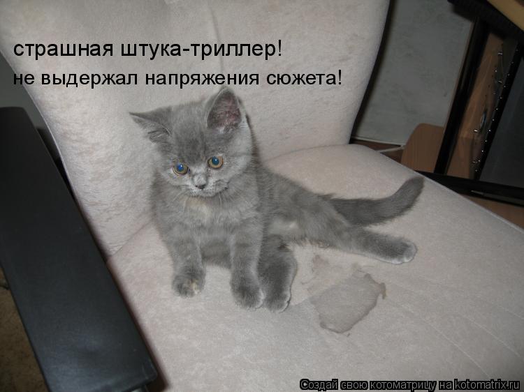 не выдержал напряжения сюжета! страшная штука-триллер!... Котоматрица: не выдержал напряжения сюжета! страшная штука-триллер!