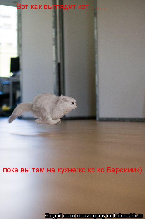 Вот как выглядит кот пока вы там на кухне:кс кс кс Барсииик) ........... Котоматрица: Вот как выглядит кот пока вы там на кухне:кс кс кс Барсииик) ........