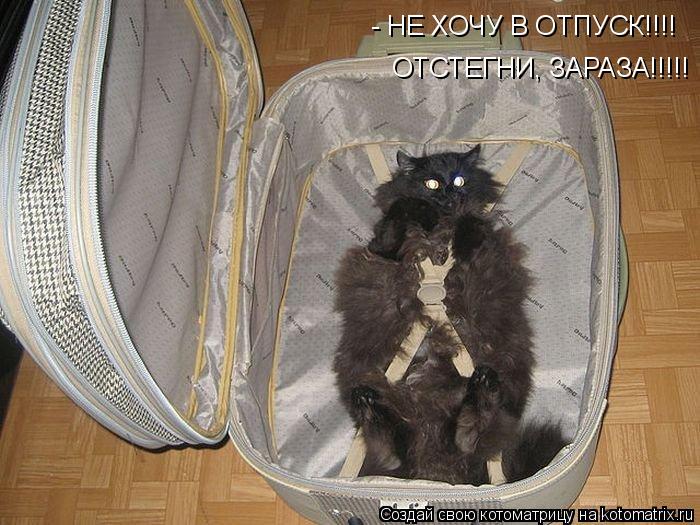 - НЕ ХОЧУ В ОТПУСК!!!! ОТСТЕГНИ, ЗАРАЗА!!!!!... Котоматрица: - НЕ ХОЧУ В ОТПУСК!!!! ОТСТЕГНИ, ЗАРАЗА!!!!!
