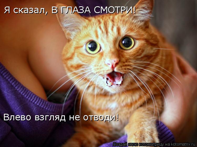 Я сказал, В ГЛАЗА СМОТРИ! Влево взгляд не отводи!... Котоматрица: Я сказал, В ГЛАЗА СМОТРИ! Влево взгляд не отводи!
