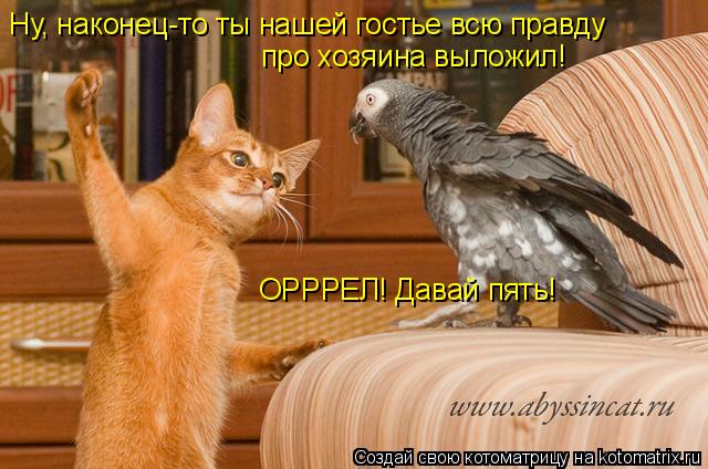 Ну, наконец-то ты нашей гостье всю правду про хозяина выложил! ОРРРЕЛ! Давай пять!... Котоматрица: Ну, наконец-то ты нашей гостье всю правду про хозяина выложил! ОРРРЕЛ! Давай пять!