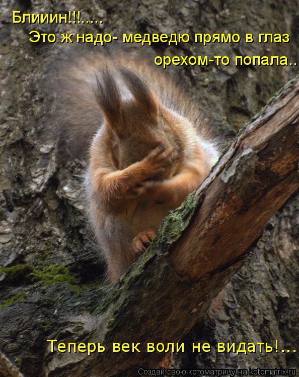 Блииин!!!..... Это ж надо- медведю прямо в глаз орехом-то попала... Теперь век воли не видать!...... Котоматрица: Блииин!!!..... Это ж надо- медведю прямо в глаз орехом-то попала... Теперь век воли не видать!...