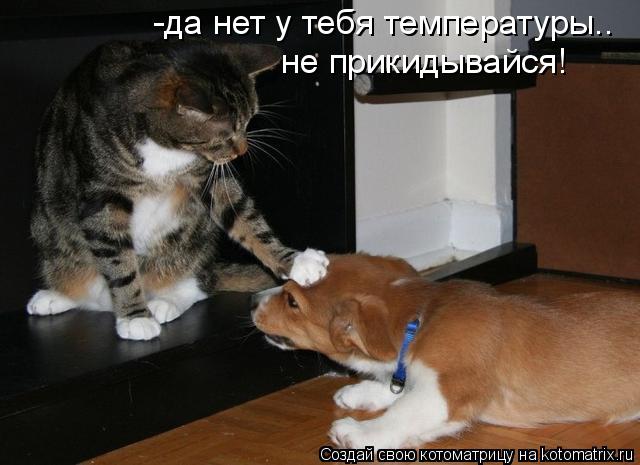 -да нет у тебя температуры.. не прикидывайся!... Котоматрица: -да нет у тебя температуры.. не прикидывайся!