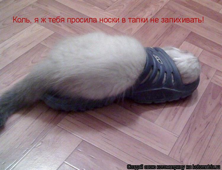 Коль, я ж тебя просила носки в тапки не запихивать!... Котоматрица: Коль, я ж тебя просила носки в тапки не запихивать!