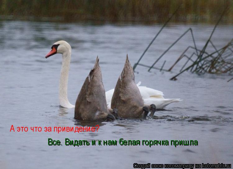А это что за привидение? Все. Видать и к нам белая горячка пришла... Котоматрица: А это что за привидение? Все. Видать и к нам белая горячка пришла