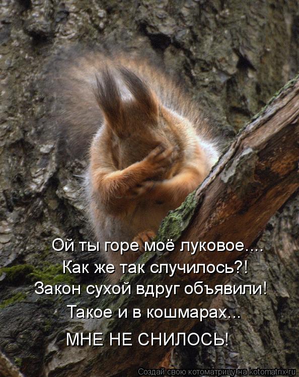 Ой ты горе моё луковое.... Как же так случилось?! Закон сухой вдруг объявили! Такое и в кошмарах... М... Котоматрица: Ой ты горе моё луковое.... Как же так случилось?! Закон сухой вдруг объявили! Такое и в кошмарах... МНЕ НЕ СНИЛОСЬ!