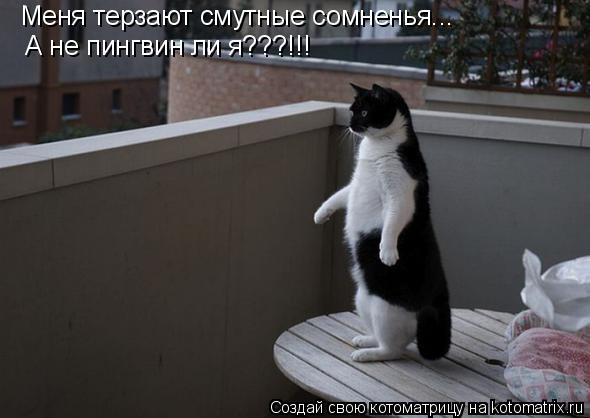 Меня терзают смутные сомненья... А не пингвин ли я???!!!... Котоматрица: Меня терзают смутные сомненья... А не пингвин ли я???!!!
