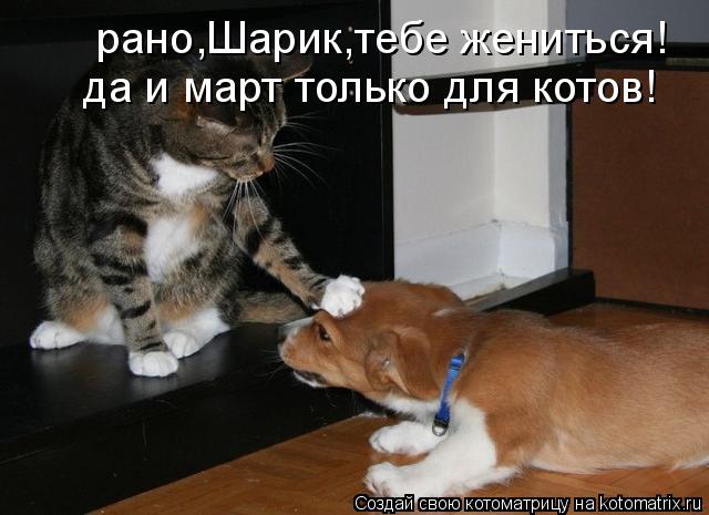 рано,Шарик,тебе жениться! да и март только для котов!... Котоматрица: рано,Шарик,тебе жениться! да и март только для котов!