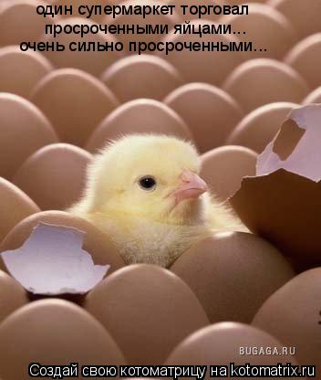 один супермаркет торговал просроченными яйцами... очень сильно просроченными...... Котоматрица: один супермаркет торговал просроченными яйцами... очень сильно просроченными...