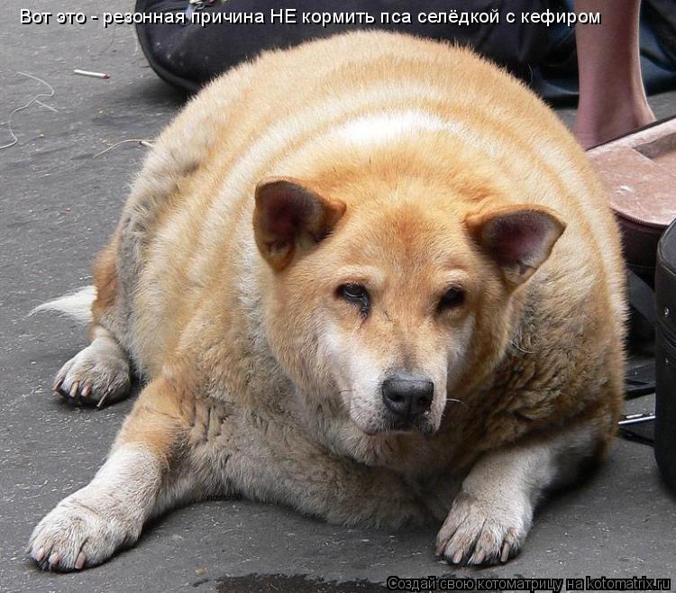 Вот это - резонная причина НЕ кормить пса селёдкой с кефиром... Котоматрица: Вот это - резонная причина НЕ кормить пса селёдкой с кефиром