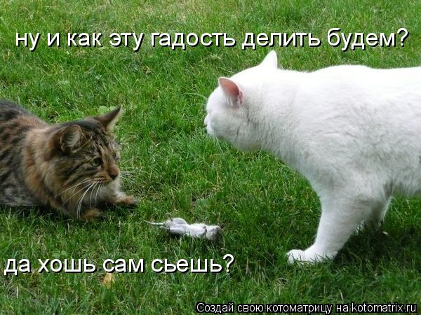 ну и как эту гадость делить будем? да хошь сам сьешь?... Котоматрица: ну и как эту гадость делить будем? да хошь сам сьешь?