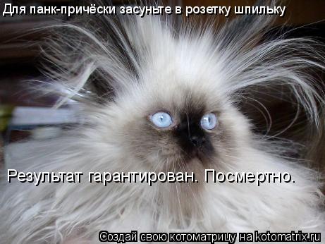 Для панк-причёски засуньте в розетку шпильку Результат гарантирован. Посмертно.... Котоматрица: Для панк-причёски засуньте в розетку шпильку Результат гарантирован. Посмертно.