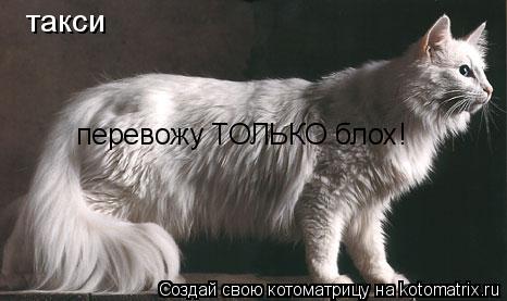 Котоматрица: такси перевожу ТОЛЬКО блох!