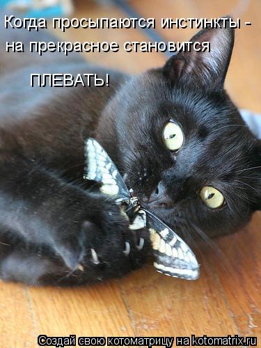 Когда просыпаются инстинкты - на прекрасное становится ПЛЕВАТЬ!... Котоматрица: Когда просыпаются инстинкты - на прекрасное становится ПЛЕВАТЬ!