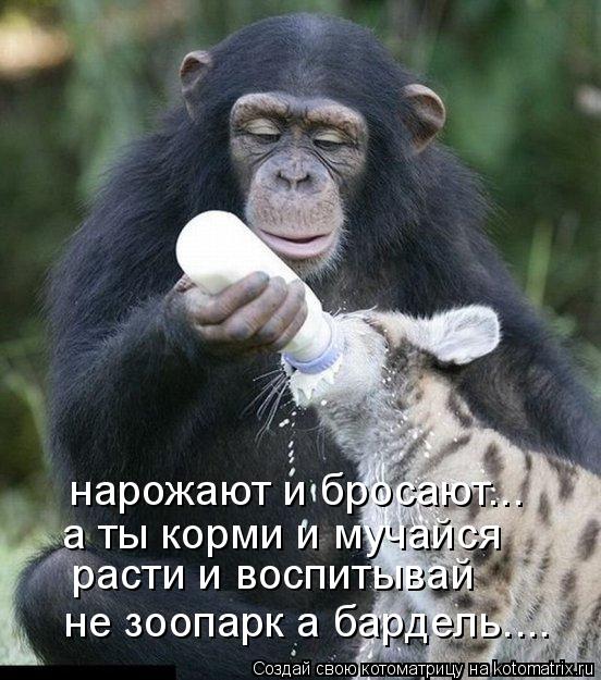 нарожают и бросают... а ты корми и мучайся расти и воспитывай не зоопарк а бардель....... Котоматрица: нарожают и бросают... а ты корми и мучайся расти и воспитывай не зоопарк а бардель....