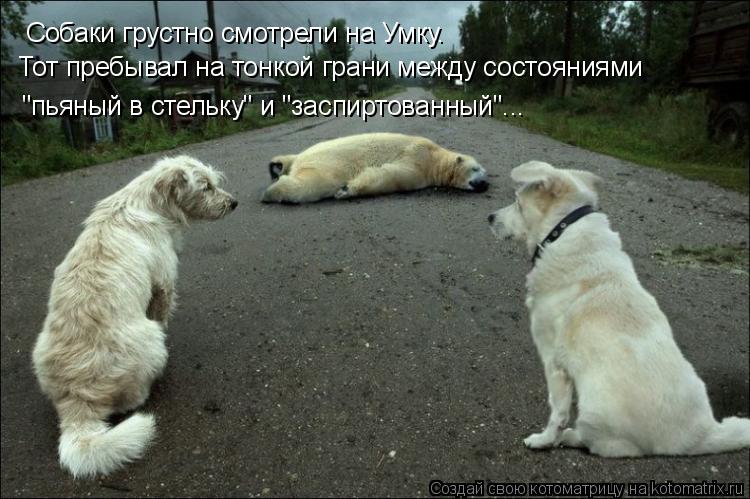Собаки грустно смотрели на Умку. Тот пребывал на тонкой грани между состояниями "пьяный в стельку" и ... Котоматрица: Собаки грустно смотрели на Умку. Тот пребывал на тонкой грани между состояниями "пьяный в стельку" и "заспиртованный"...