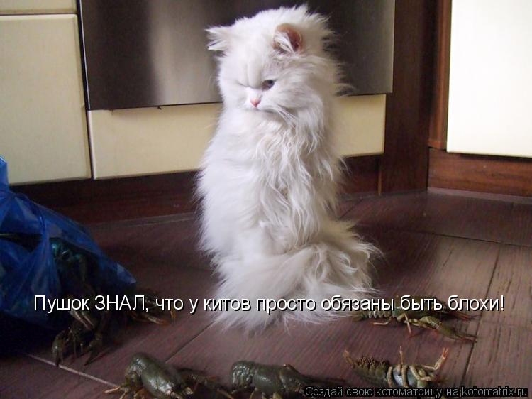 Пушок ЗНАЛ, что у китов просто обязаны быть блохи!... Котоматрица: Пушок ЗНАЛ, что у китов просто обязаны быть блохи!