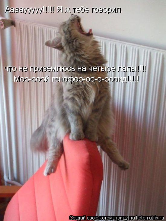 Ааааууууу!!!!! Я ж тебе говорил, что не приземлюсь на четыре лапы!!!! Моо-ооой генофоо-оо-о-ооонд!!!... Котоматрица: Ааааууууу!!!!! Я ж тебе говорил, что не приземлюсь на четыре лапы!!!! Моо-ооой генофоо-оо-о-ооонд!!!!!