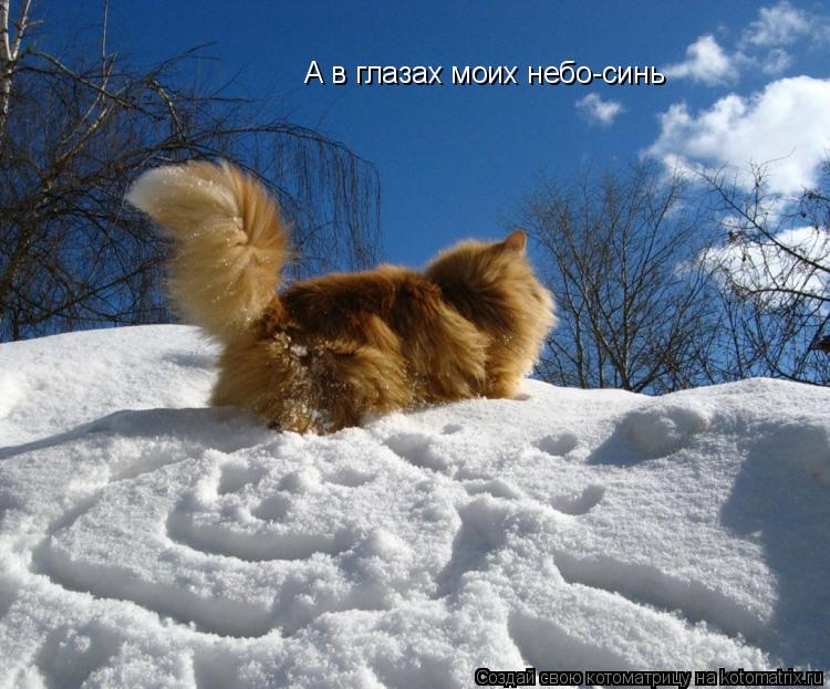 А в глазах моих небо-синь... Котоматрица: А в глазах моих небо-синь