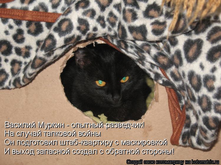 Василий Муркин - опытный разведчик! На случай тапковой войны Он подготовил штаб-квартиру с маскировко... Котоматрица: Василий Муркин - опытный разведчик! На случай тапковой войны Он подготовил штаб-квартиру с маскировкой И выход запасной создал с обратной с
