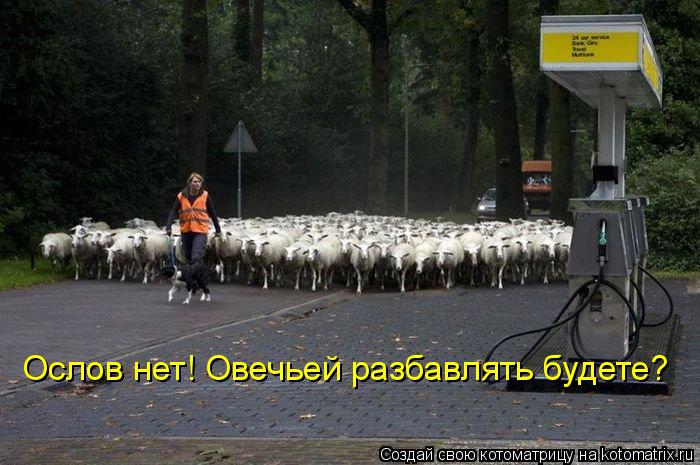 Ослов нет! Овечьей разбавлять будете?... Котоматрица: Ослов нет! Овечьей разбавлять будете?
