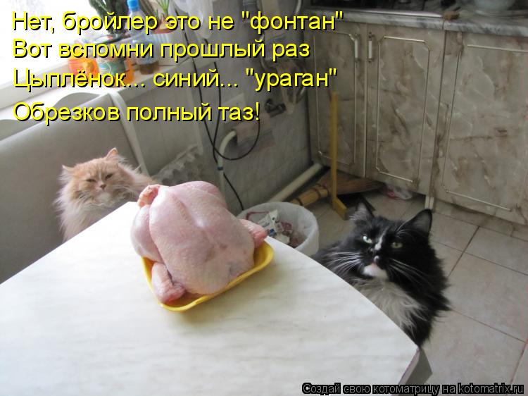 Котоматрица: Нет, бройлер это не "фонтан" Вот вспомни прошлый раз Цыплёнок... синий... "ураган"  Обрезков полный таз!