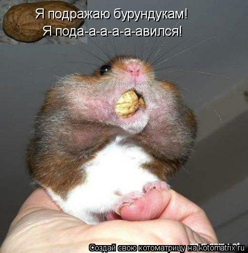 Я подражаю бурундукам! Я пода-а-а-а-а-авился!... Котоматрица: Я подражаю бурундукам! Я пода-а-а-а-а-авился!