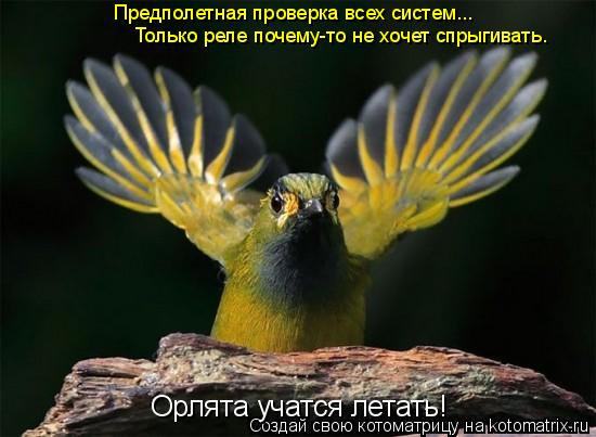 Котоматрица: Предполетная проверка всех систем... Только реле почему-то не хочет спрыгивать. Орлята учатся летать!