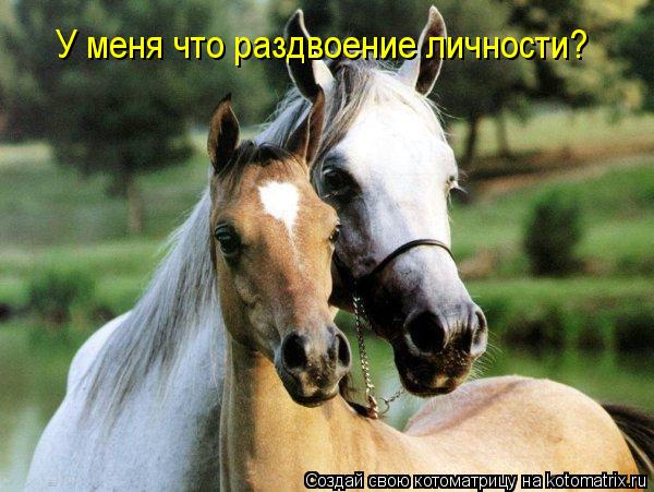 Котоматрица: У меня что раздвоение личности?
