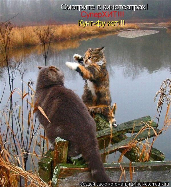 Котоматрица: Смотрите в кинотеатрах! СуперХИТ!!! Кунг-фу кот!!!