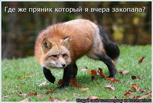 Котоматрица: Где же пряник который я вчера закопала?