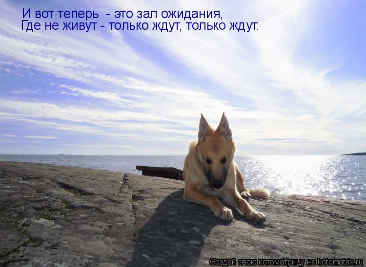 Котоматрица: И вот теперь  - это зал ожидания, Где не живут - только ждут, только ждут.