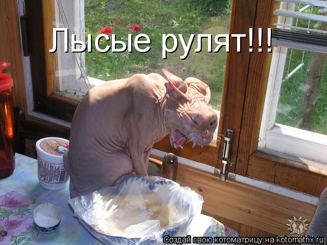 Котоматрица: Лысые рулят!!!