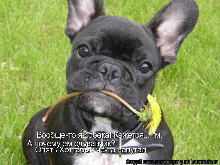 Котоматрица: Вообще-то я собака! Кажется... гм. А почему ем одуванчик? Опять Хоттабыч чё-та напутал.