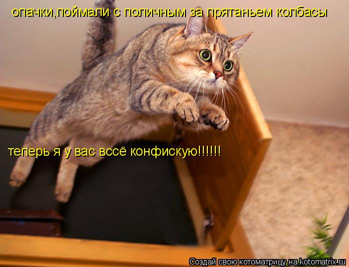 Котоматрица: опачки,поймали с поличным за прятаньем колбасы теперь я у вас вссё конфискую!!!!!!