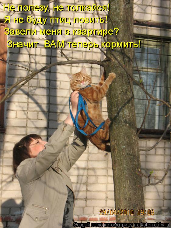 Не полезу, не толкайся! Я не буду птиц ловить! Завели меня в квартире? Значит ВАМ теперь кормить!... Котоматрица: Не полезу, не толкайся! Я не буду птиц ловить! Завели меня в квартире? Значит ВАМ теперь кормить!