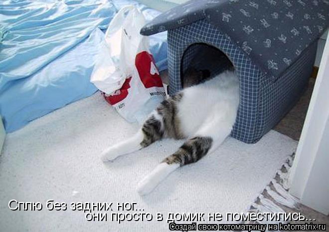 Сплю без задних ног... они просто в домик не поместились...... Котоматрица: Сплю без задних ног... они просто в домик не поместились...