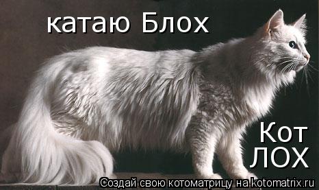 катаю Блох Кот ЛОХ... Котоматрица: катаю Блох Кот ЛОХ