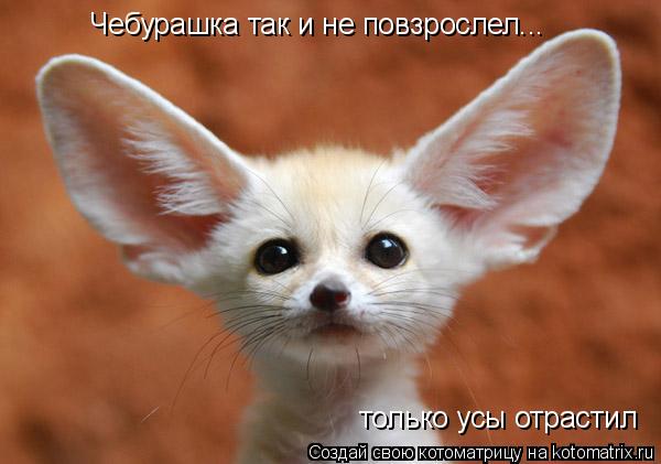 Чебурашка так и не повзрослел... только усы отрастил... Котоматрица: Чебурашка так и не повзрослел... только усы отрастил