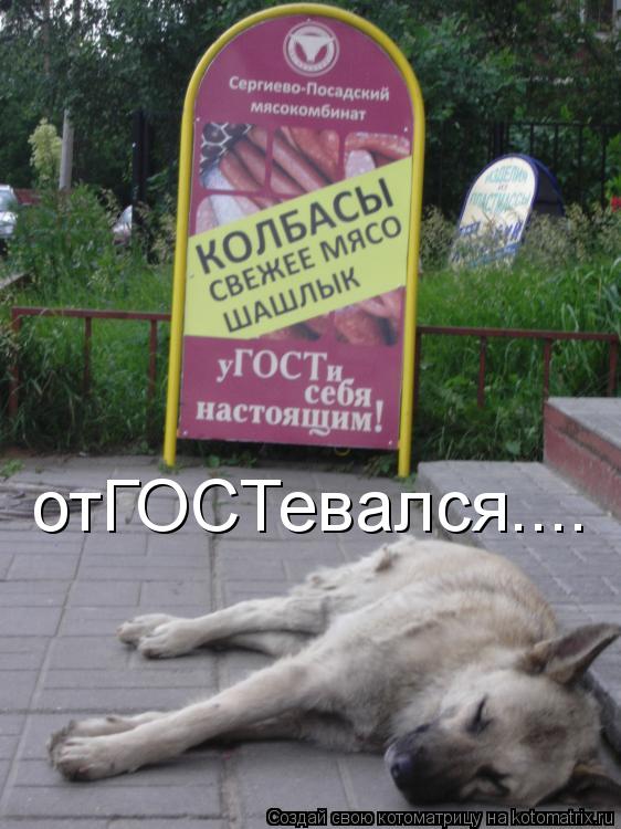 отГОСТевался....... Котоматрица: отГОСТевался....