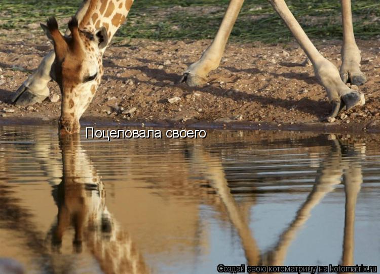 Поцеловала своего... Котоматрица: Поцеловала своего