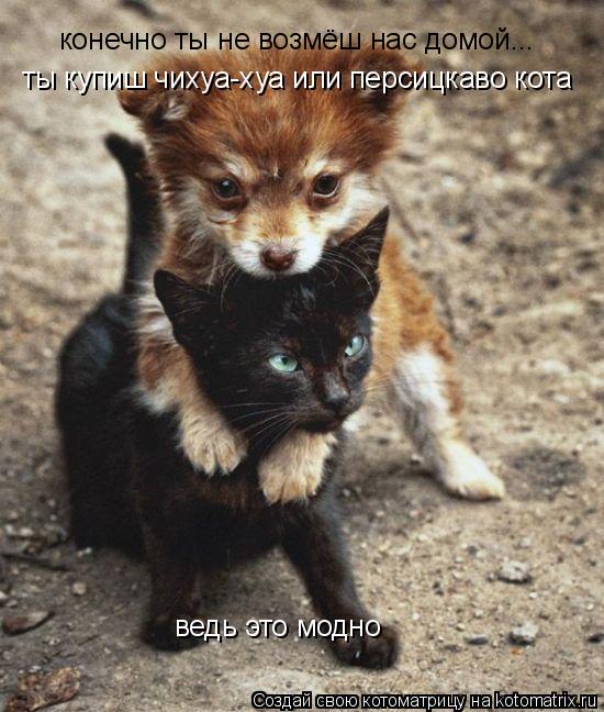 конечно ты не возмёш нас домой... ты купиш чихуа-хуа или персицкаво кота ведь это модно... Котоматрица: конечно ты не возмёш нас домой... ты купиш чихуа-хуа или персицкаво кота ведь это модно