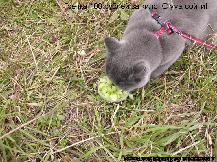 Гречка 100 рублей за кило! С ума сойти!... Котоматрица: Гречка 100 рублей за кило! С ума сойти!