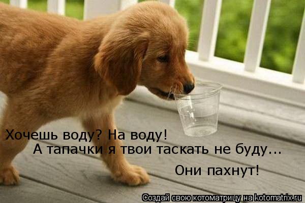 Хочешь воду? На воду! А тапачки я твои таскать не буду... Они пахнут! Хочешь воду? На воду! Хочешь во... Котоматрица: Хочешь воду? На воду! А тапачки я твои таскать не буду... Они пахнут! Хочешь воду? На воду! Хочешь воду? На воду! А тапачки я твои таскать не буду