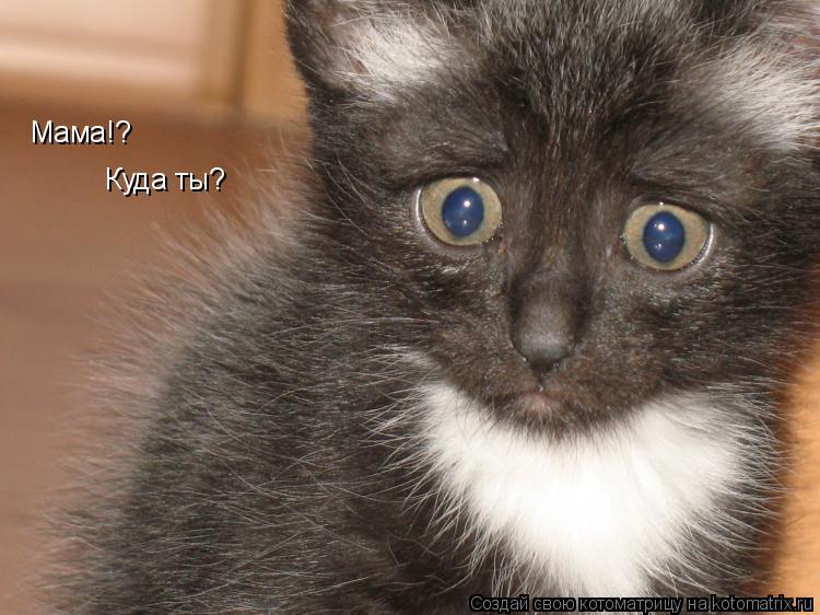 Мама!? Куда ты?... Котоматрица: Мама!? Куда ты?