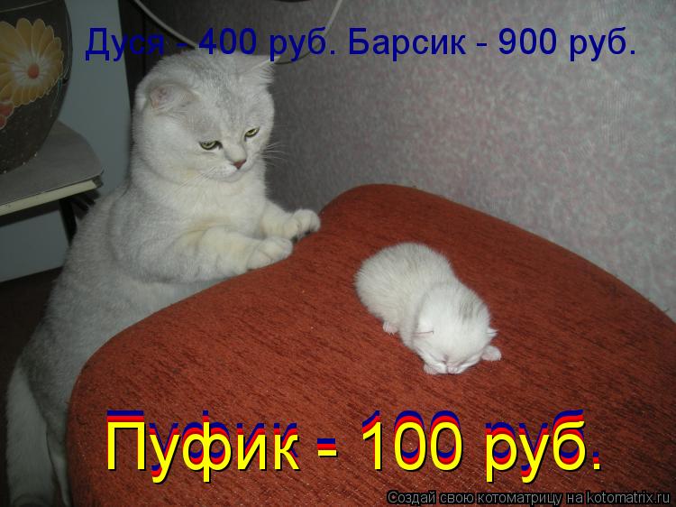 Котоматрица: Дуся - 400 руб. Барсик - 900 руб.  Пуфик - 100 руб. Пуфик - 100 руб. Пуфик - 100 руб. Пуфик - 100 руб.