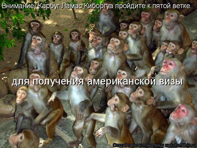 Котоматрица: Внимание! Карбуг Ламас Киборгуа пройдите к пятой ветке для получения американской визы