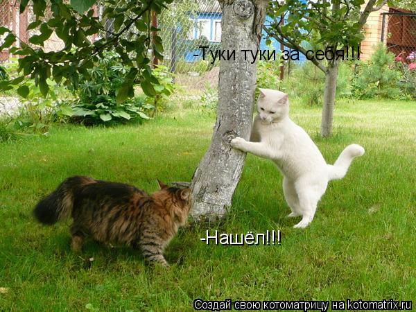 Котоматрица: -Нашёл!!! -Туки туки за себя!!!
