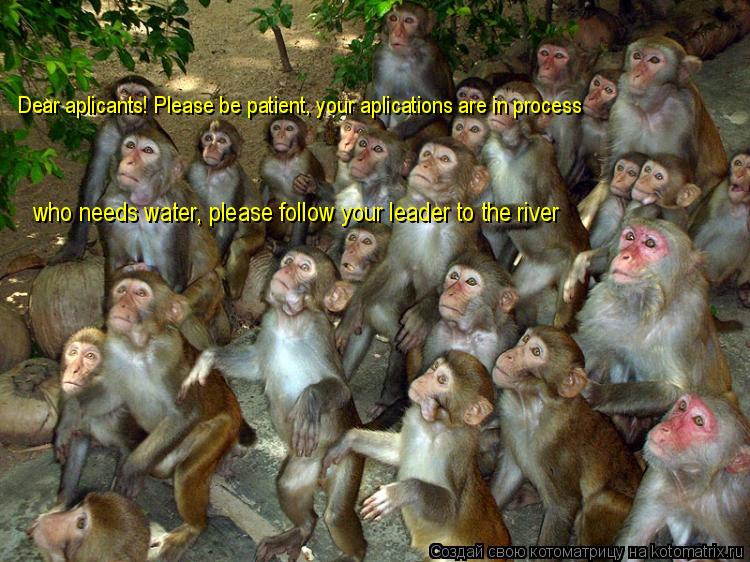 Котоматрица: Dear aplicants! Please be patient, your aplications are in process who needs water, please follow your leader to the river